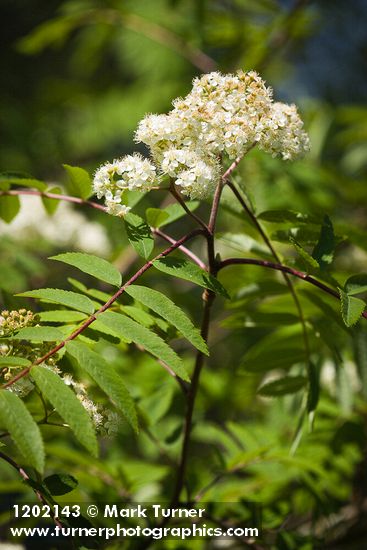 Sorbus aucuparia