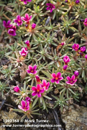 Douglasia nivalis