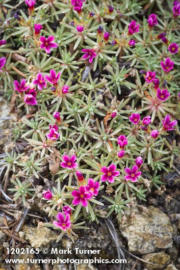 Douglasia nivalis
