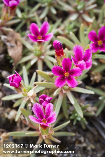 Douglasia nivalis