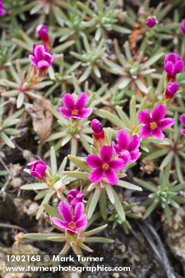Douglasia nivalis