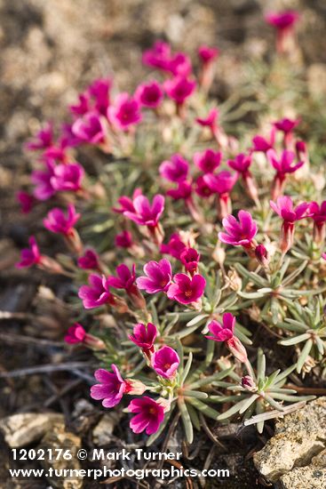 Douglasia nivalis