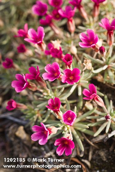 Douglasia nivalis