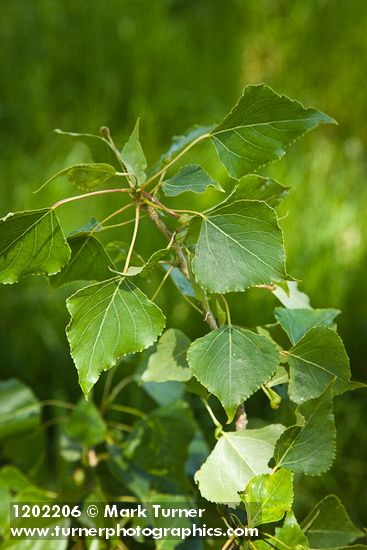 Populus nigra