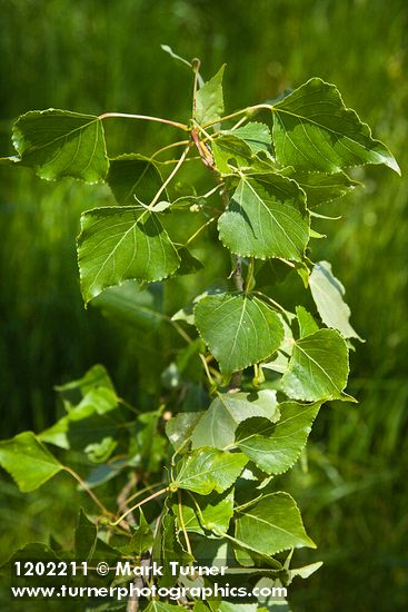 Populus nigra