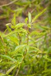 Pacific Willow female catkins among foliage