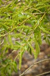Pacific Willow female catkins among foliage