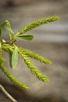 Pacific Willow female catkins