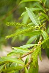 Pacific Willow female catkins among foliage