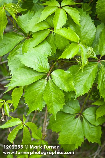 Parthenocissus vitacea