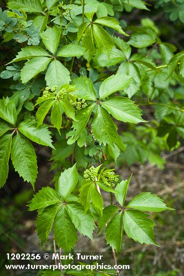 Parthenocissus vitacea