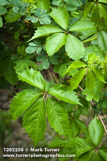 Parthenocissus vitacea