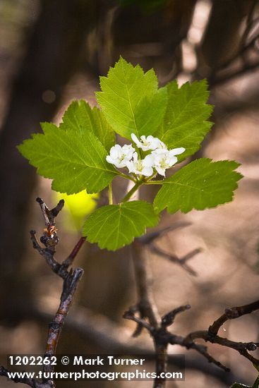Crataegus okanaganensis