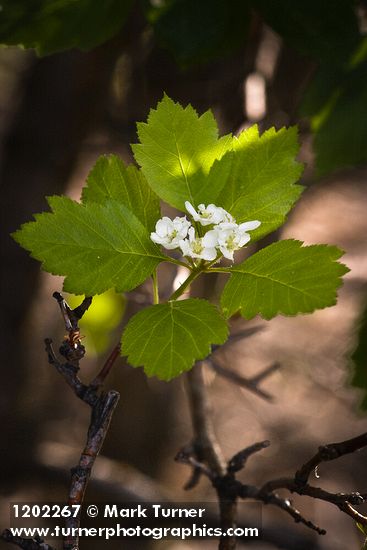 Crataegus okanaganensis