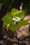 Okanagan Valley Hawthorn blossoms & foliage