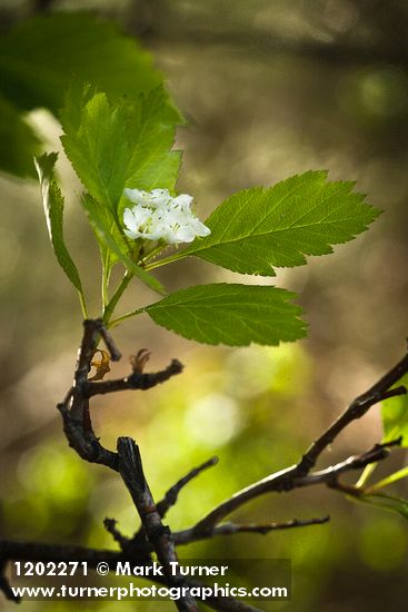 Crataegus okanaganensis