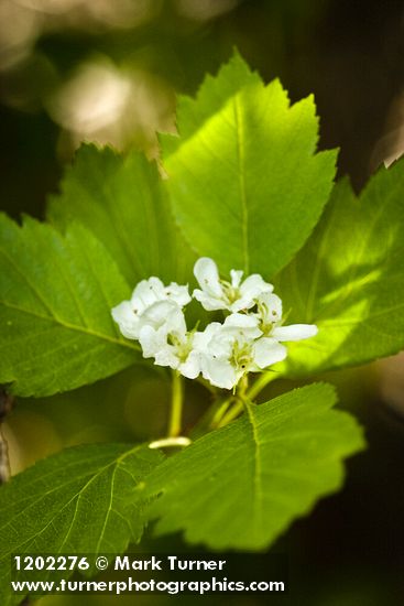 Crataegus okanaganensis