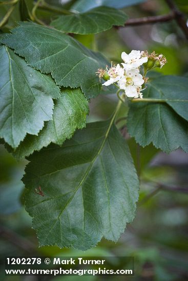 Crataegus phippsii