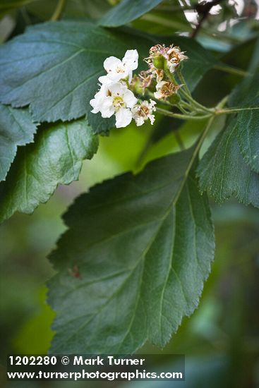 Crataegus phippsii