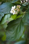 Phipps' Hawthorn blossoms & foliage