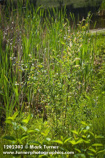 Salix maccalliana