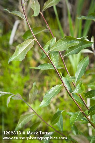 Salix maccalliana