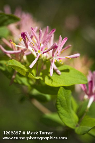 Lonicera tatarica