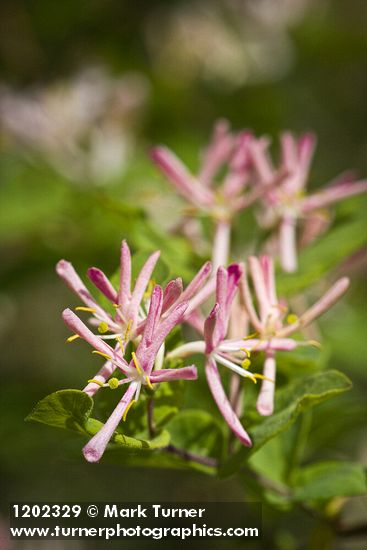 Lonicera tatarica