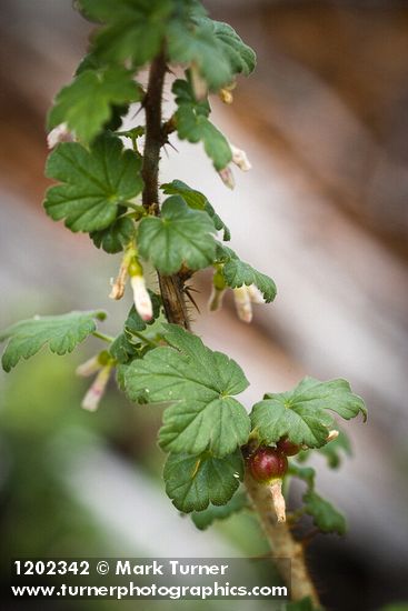 Ribes oxyacanthoides