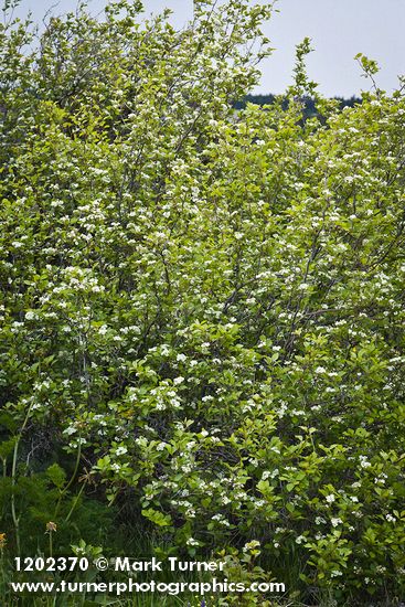 Crataegus chrysocarpa var. piperi
