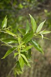 MacKenzie's Willow foliage