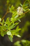 Booth's Willow male catkin among foliage