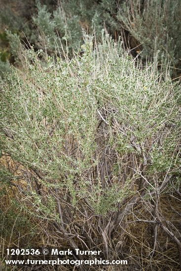 Atriplex canescens