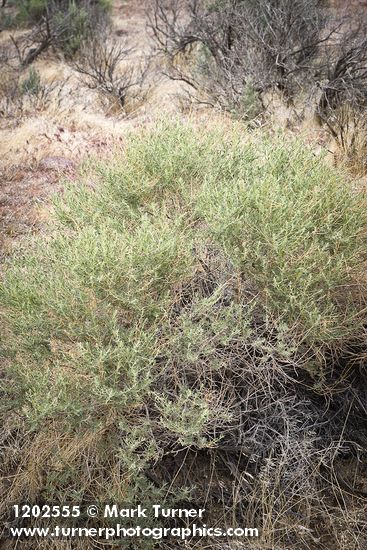 Atriplex canescens