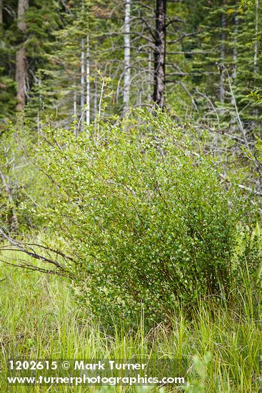 Betula pumila var. glandulifera