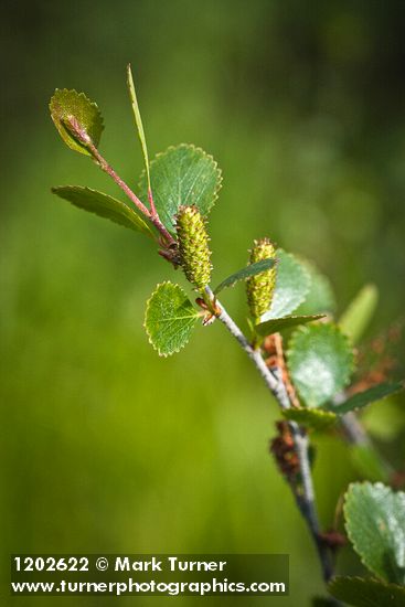 Betula pumila var. glandulifera