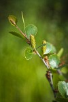 Bog Birch female catkins & foliage detail
