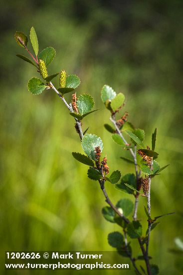 Betula pumila var. glandulifera
