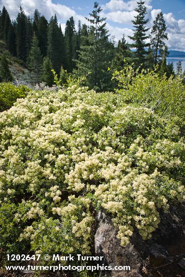 Ceanothus cordulatus