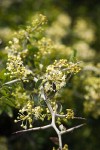 Mountain Whitethorn blossoms, foliage & twig detail