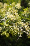 Mountain Whitethorn blossoms, foliage & twig detail