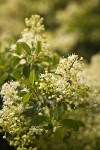 Mountain Whitethorn blossoms & foliage detail