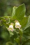 Woodbalm blossoms & foliage detail