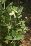 Woodbalm blossoms & foliage
