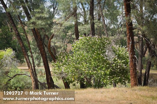 Aesculus californica; Pinus sabiniana