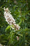 California Buckeye blossoms & foliage
