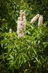 California Buckeye blossoms & foliage