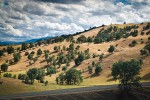 Blue Oaks on rolling hills
