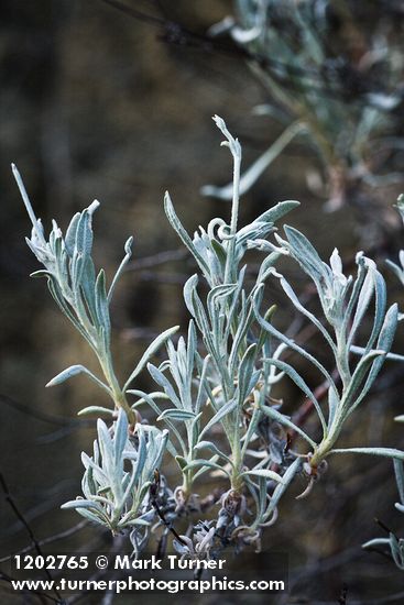 Eriogonum wrightii
