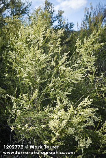 Adenostoma fasciculatum